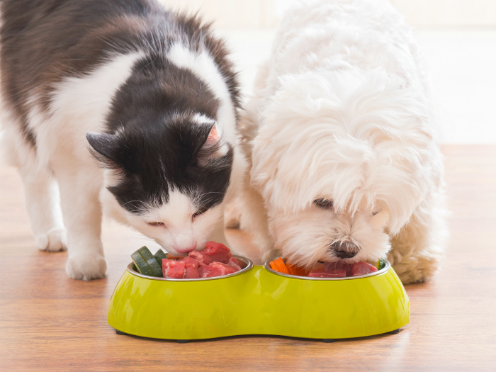 Dietas caseras para perros y gatos: Consideraciones y precauciones