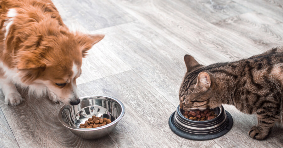 Comida natural para perros y gatos: Una opción saludable y sostenible